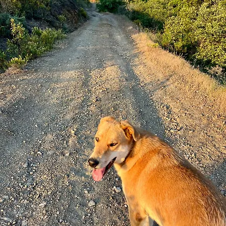 Апартаменты Quinta Do Vale Corktree Sunset *