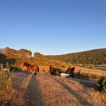 Апартаменты Quinta Do Vale Corktree Sunset Сан-Бартоломеу-де-Мессинеш
